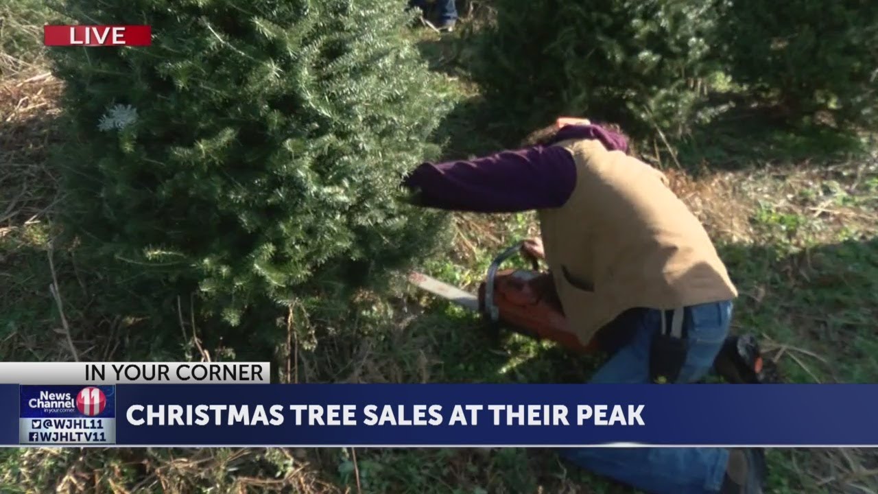 Local Christmas tree farm seeing peak sales weekend, week after ...