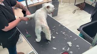 Little cutie. POM X WESTIE Full Groom.  DOG GROOMING UK. Hairy Hounds by Hairy Hounds 483 views 3 years ago 4 minutes, 58 seconds