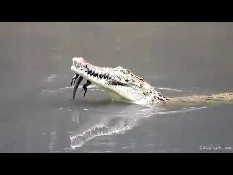 مگرمچھ انتہائی مکار خود غرض اور ناقابل اعتبار ہوتے ہیں بوقت ضرورت اپنے بچوں کو بھی نگل جاتے ہیں