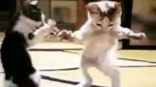 Arapça şarkı ile dans eden kediler 2 Resimi