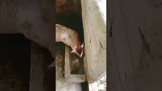 Feed Processing Pig Farm Giant Piglets #pig #pigfeed