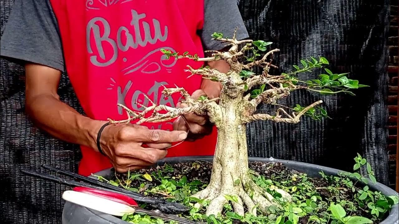 foto pelapisan cabang bonsai dengan plastik wrap