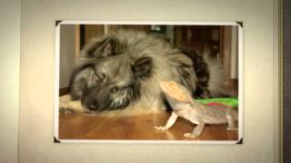 How To Train Keeshond by Carmen Montes 471 views 9 years ago 50 seconds