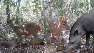Wildlife Encounters In The Forest / Encontros Com A Vida Selvagem Na Floresta