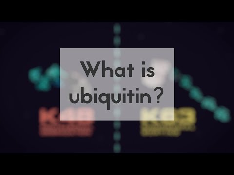 Видео: Ubiquitination гэж юу гэсэн үг вэ?