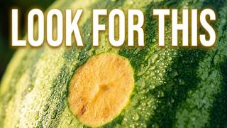 Stop Picking Bad Watermelons: The "Thump Test" Lie
