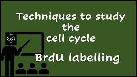 Techniques to study the cell cycle - BrdU labelling
