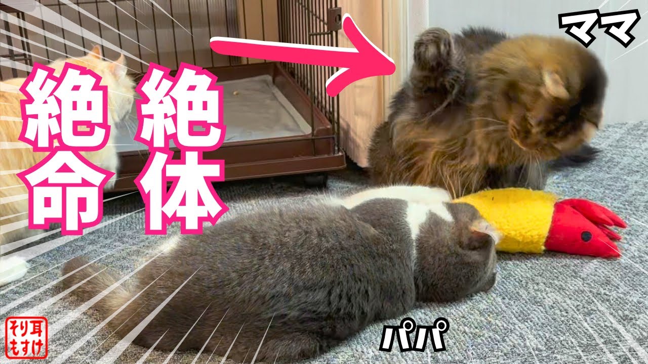 ママの逆鱗に触れて大ピンチのパパを救うまさかの助け船w
