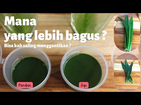 Pengganti Daun Suji