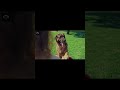 The history of German shepherd