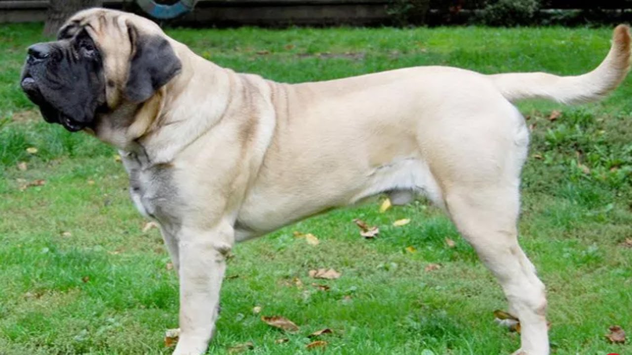 Top10 Biggest Dog Breeds in the World 2020 YouTube