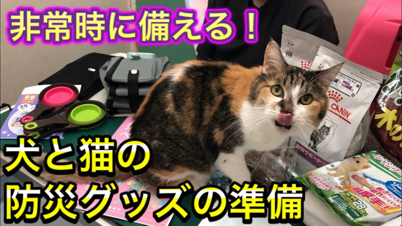 水やご飯はどのくらい必要？犬猫の防災グッズを一緒に準備！非常時に備えていきましょう！