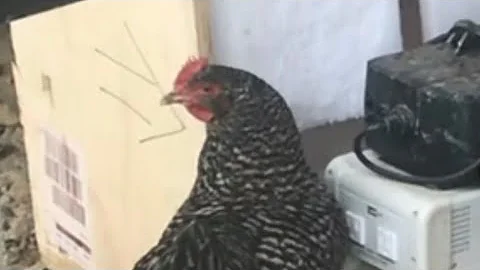 chickens will eat “anything” POLYETHYLENE FOAM??