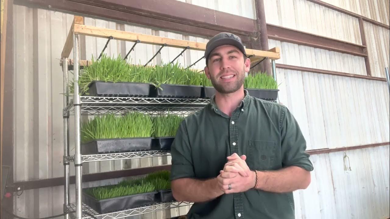 How much fodder do I need to feed and grow??? YouTube