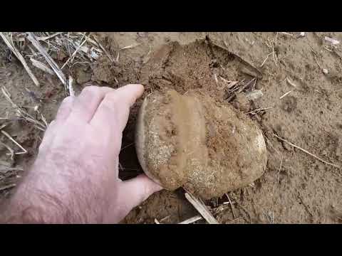 Ancient stone axe head 2019 arrowhead hunting Indiana