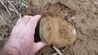 Ancient stone axe head 2019 arrowhead hunting Indiana
