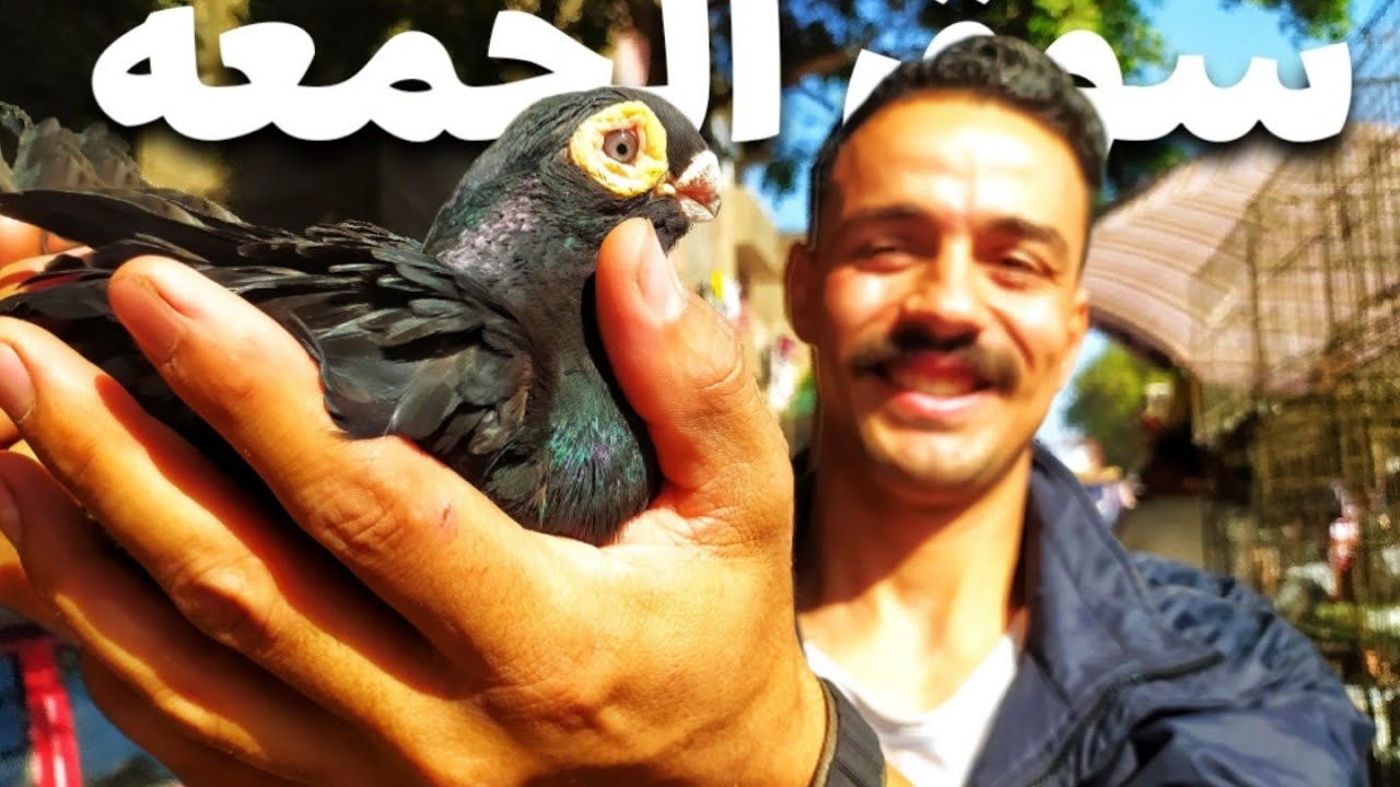 أسعار الحمام الغزار والزينه والزاجل بسوق الجمعه بالسيده عائشه 💥 الموافق٢٥/٤/٢٠٢٥