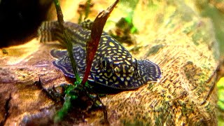 The TRUTH About Keeping and BREEDING HILLSTREAM LOACHES (They Lied To You) - Sewellia Care Guide