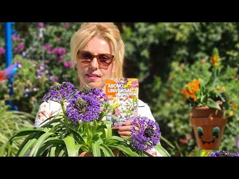 Video: Flor de Scilla: cultivo, descripción