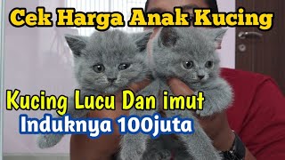 Harga Kucing Bsh Abu Abu - Gerebek Candy Paws Markas Kucing