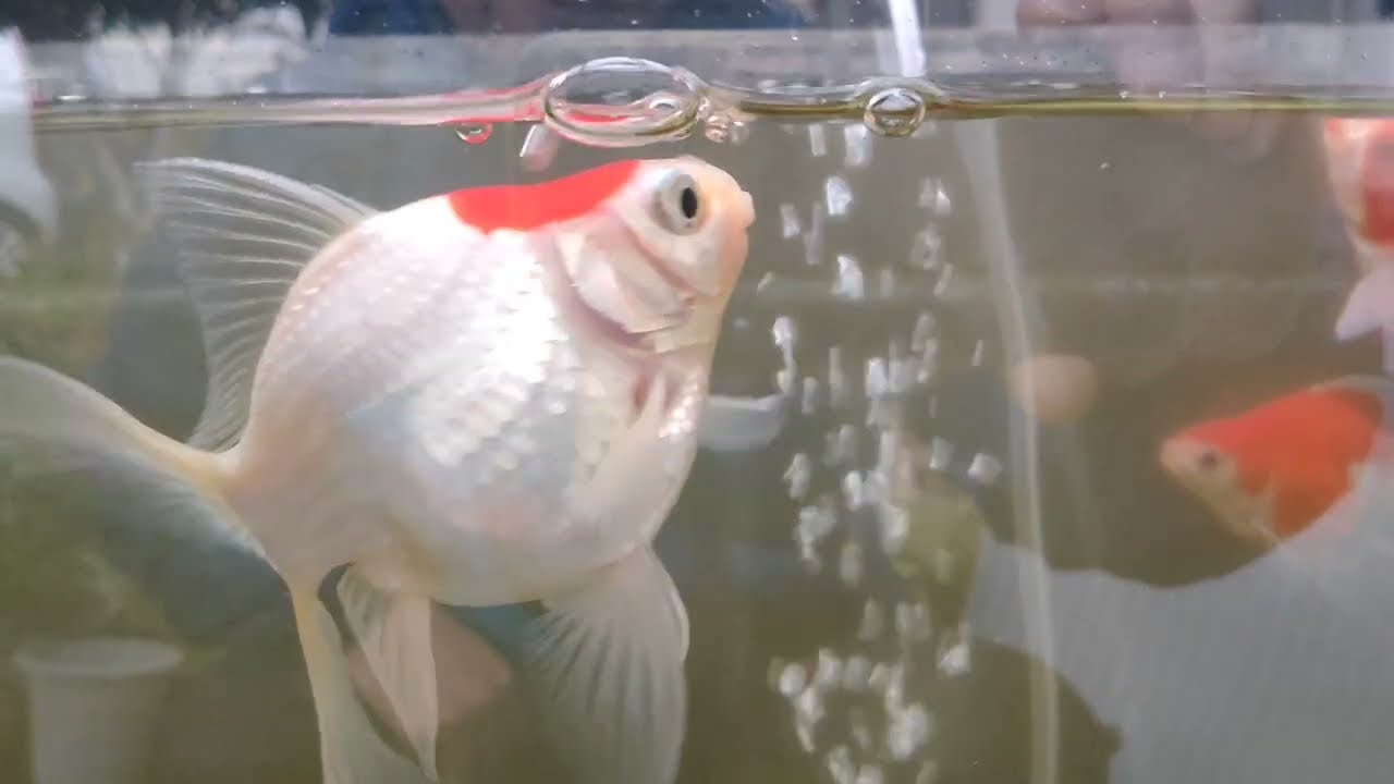 玉サバ 2026/1/1 水温6℃