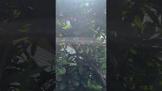 Flora In St. Vincent And The Grenadines