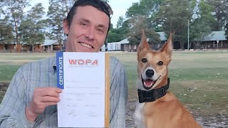 2025 IGP BH-VT obedience routine with Penny the Kelpie X