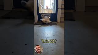 Corgi puppy vs. the doggy door #shorts #corgi #funnydogs