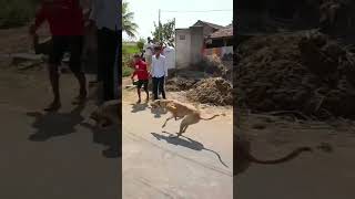 DOG RACE KOLHAPUR HINDKESRI RAIDER SAHIL BHAIYA MANE ?? kolhapur greyhound dogracing mh09dograce