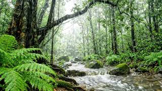 Rainforest Rain Sounds 🌧️ Tropical Jungle Stream for Sleep, Study & Relaxation