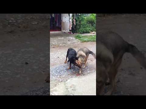 Video: Kích thước lồng tốt cho Pit Bull là gì?