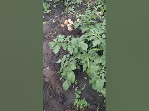 Шолковица у соседей. Молодая 🥔 у нас.. - YouTube