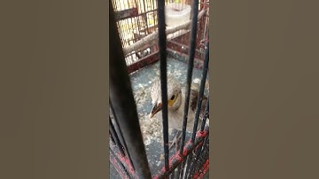 anakan jalak hongkong jantan