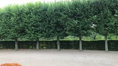 سورة الرعد الشيخ ايهاب فاروق