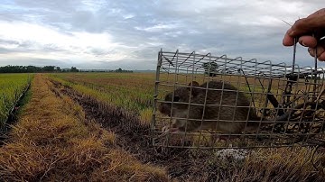 Bẫy Chuột Đồng Không Cần Mồi Mà Dính Thấy Mê Tiếp Theo