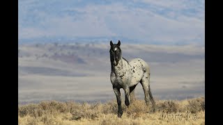 The Lone Blue Roan Stallion of Warm Springs HMA