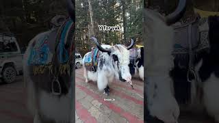 Yak In India