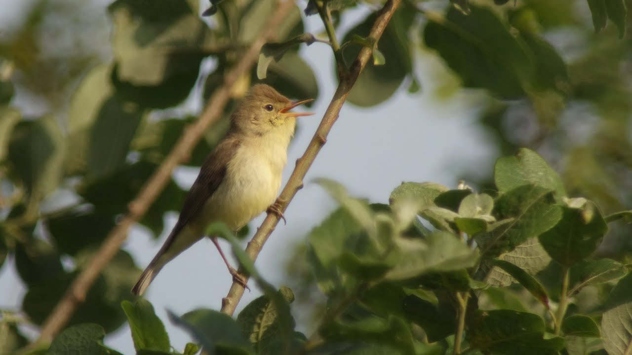 Melodious Warbler