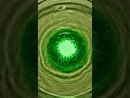 orange flower 🌼 biofrequency bloom #shorts #asmr #bioart #microreaction #petriart