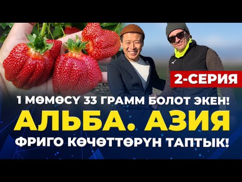 Ар бир КӨЧӨТТӨН 1 кг 200 гр ТҮШҮМ АЛСА БОЛОТ!🔥🔥🔥
