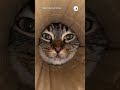Tube vision activated.