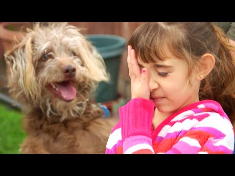 Video: How Can You Help Your Child Overcome Their Fear Of Dogs?