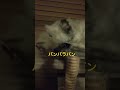 バンバラバン #cat #ねこ好きさんと繋がりたい