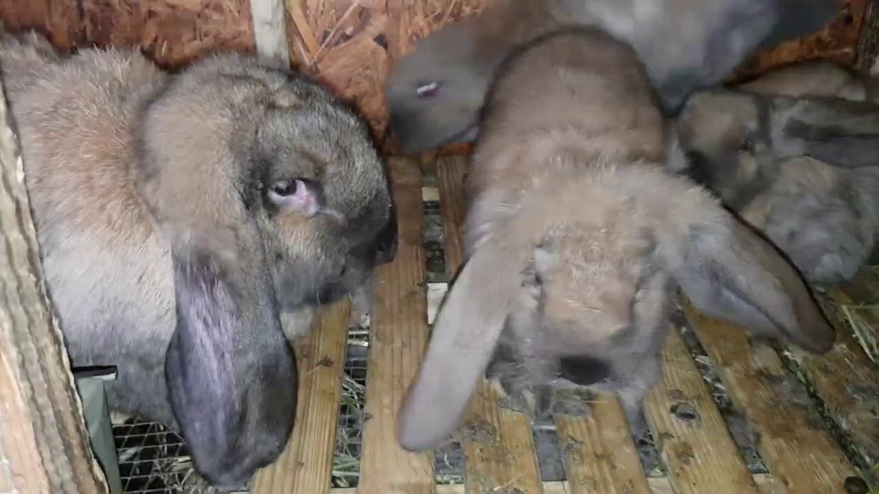 German Aries Rabbit, German Giant and Hycole    Berbec German, Urias German si Hycole FGB Ep. 552