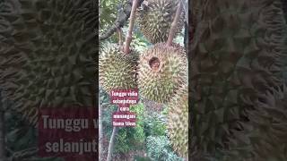 habis di makan hama tikus jika menunggu buah sampai tua #durianfruit