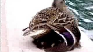 Mother Duck And Ducklings