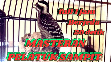 Masteran pelatuk sampit berjeda 20 detik//Masteran burung pelatuk