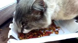 ... music by mozart -~-~~-~~~-~~-~- please watch: "lexus lx (land
cruiser) vs mitsubishi montero" https://www./watc...