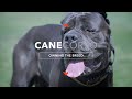 Owning a cane corso the ultimate canine protector