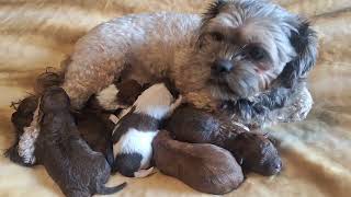 Tiny Teddys New Arrivals Part 2! Smucci's puppies first video in the nursery with Mom! by Tiny Teddys - Teddy Bear Puppies 14 views 16 hours ago 16 seconds